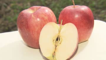 時間無制限×食べ放題で1000円…りんご狩りで大人気の果樹園 直売所では量り売りや新鮮なジュースも