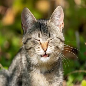 猫の『逆くしゃみ』ってどんなの？　普段のくしゃみとの違いや慌てないための対処法まで