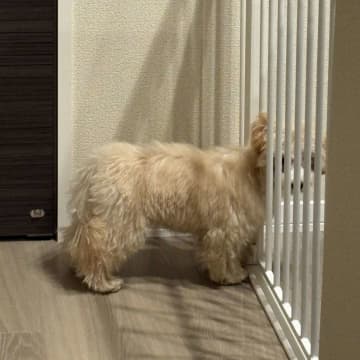 「『吠え』はここで使ってね」　子犬の気配が消えたと思いきや...まさかの状態に3.4万人衝撃