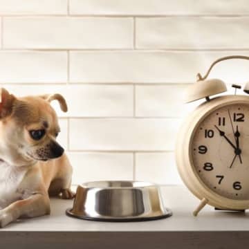 犬に『散歩直後のご飯』を与えてはいけない理由2つ　命に関わるリスクから安全なタイミングの目安まで