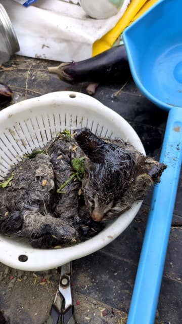 粘着シートにかかった猫ちゃんを救出→その後の姿に「幸せになってね」「良かった」と祝福の声