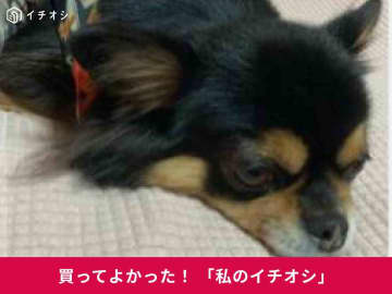 愛犬ふりかけサプリ「カームワン」は愛用フードと相性よし！気圧病に悩むチワワ・チャッピーちゃんの食いつき最高（40代女性）