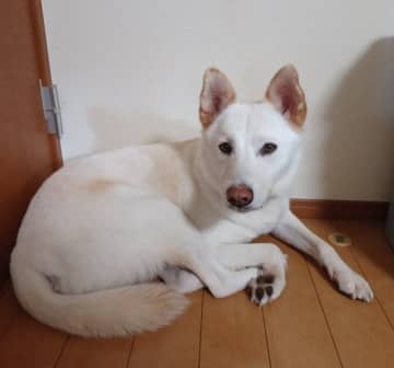 保護犬施設で出会った8才の元野犬と家族に　ともに過ごした2年で見せてくれた“穏やかな成長”