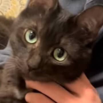 『新入りの子猫』が家にやって来たら…先住猫が見せた『可愛すぎる行動』が14万再生「私赤ちゃんですけどって顔」「かまってほしいのよ」