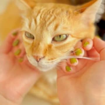 ネイルカラーを爽やかな『シャインマスカット色』に変更→まさかの『愛猫の瞳』と同じ色で…おそろいのカラーが素敵すぎると反響