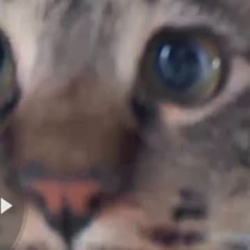 『ペットカメラに気付いた猫』→不思議そうに見つめて…可愛すぎる『表情』に13万いいね「首傾げててたまらん」「破壊力が高い」と悶絶の声