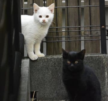 外で暮らしていた生後2カ月のきょうだい子猫を保護　7年後、“貫禄たっぷり”に成長した姿に反響