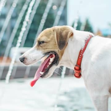 暑くないのに『犬がハアハアする』理由５選　呼吸が荒くなる原因や獣医師に相談すべき症状まで