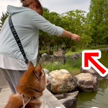 散歩中、鯉に餌をあげる女性→大型犬が『自分のオヤツを池に捨てている』と勘違いした結果…思った以上に『戸惑いを隠せない光景』が3万再生