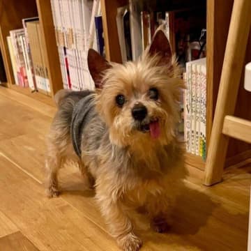 「おやつください！」がきっかけ!?　保護犬カフェで出会った7才の犬、5年後も変わらぬ“食いしん坊ぶり”が尊い