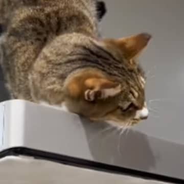 飼い主さんが『猫の名前を呼んだ』あとに『息子さん』が呼ぶと…驚愕の態度の違いが115万再生「家庭内格差ｗ」「返事が恋してる女子ｗ」