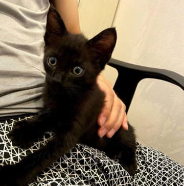 車のボンネットから救出された子猫と家族になって5年　飼い主に“生きる喜び”を教えてくれた「宝物」に