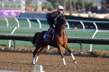 【BCターフスプリント枠順】日本馬2頭が参戦…インビンシブルパパ、ピューロマジックがスピード決戦に挑む