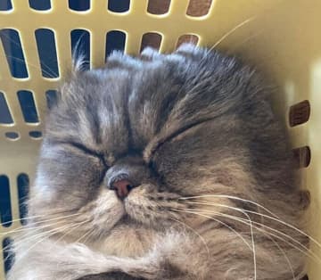 お気に入りのカゴで“完全ラッコ化”した猫　両手をクロスして眠る姿が可愛すぎる！