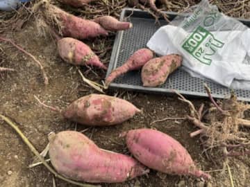 延長決定！連休のおでかけに！【びわ湖こどもの国で芋掘り体験】高島市