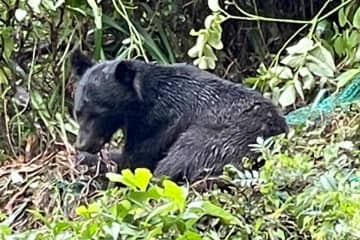 「クマだって人間を避けて生きたいんだ」　餌得られる山に、神奈川の猟師が奔走　相次ぐ人身被害に危機感