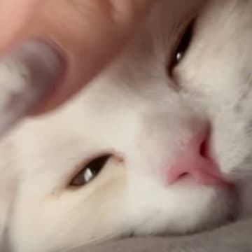 毎朝6時にネコが飼い主さんのもとへやって来ると…たまらなく愛おしい『起こし方』が25万再生「めちゃめちゃ可愛い」「二度寝キケンだね」