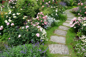 はじめてのバラ育てはここから！苗の選び方＆初心者Q＆A【ガーデニング】