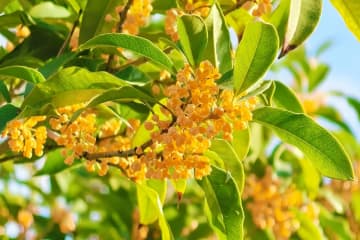 日本で幸せを感じる瞬間は？中国人の回答は…