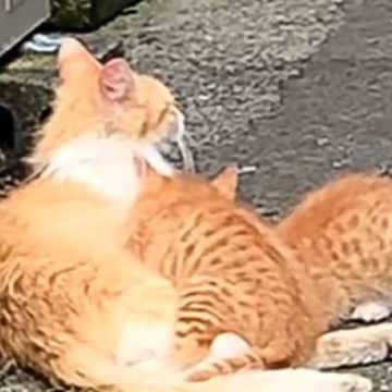 外で子猫のお世話を一生懸命していた母猫の『現在』…思わず涙が出る光景に「めっちゃ愛を感じる」「ありがとう」と感動する人続出