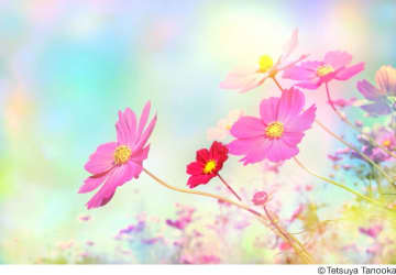 色や光を変化させた幻想的な花々が心を和ませる 田ノ岡哲哉写真展「華宇宙 ― なごみの花」