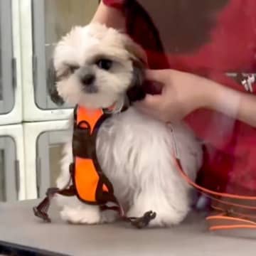 赤ちゃん犬が『初めてのトリミング』に挑戦した結果→『緊張してしまうかな』と思ったら…予想外すぎる光景が3万再生「すべてが可愛い」「天使」