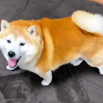 散歩から帰ってきた犬→部屋に『ぬくぬくのカーペット』が敷かれてて…思わず『喜びの雄叫び』を上げる光景が16万再生「ニャアｗ」「可愛すぎ」