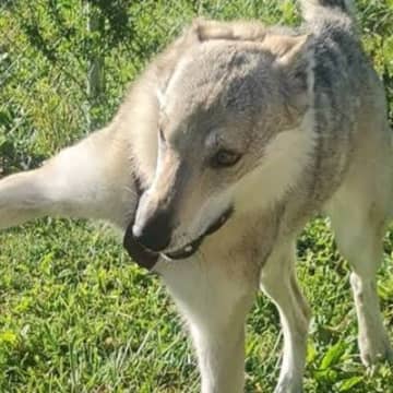 自分より小さい先輩犬と遊びたい大型犬→クセが強すぎる『誘い方』に4万いいね集まる「表情最高ｗｗ」「奇跡の一枚」と絶賛の声