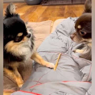 先輩犬のオヤツを狙う後輩犬→見つめ合っていたら喧嘩が始まって…まさかの展開と『結末』が45万再生「理不尽すぎて草」「奪われた子の顔ｗ」