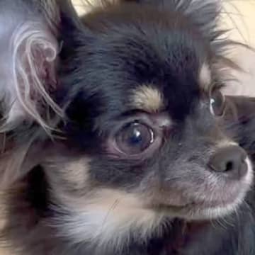 『53850円の売れ残った犬』を飼った結果→外を歩けず、諦めてかけていたら…生後11ヶ月で見せた『驚きの展開』が53万再生「涙が…」「笑顔になれてよかった」