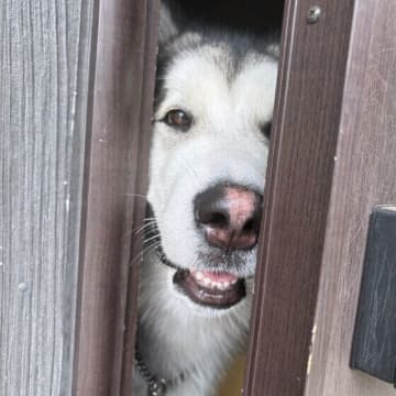犬を冬に留守番させるときの注意点とは？暖房器具の使い方と犬の安全対策