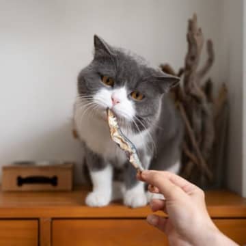 猫に食べさせてはいけない『魚の加工食品』4選　それぞれの理由や健康に与える影響まで