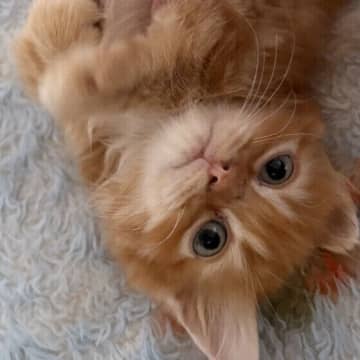 研究からわかった！ 愛猫に今よりも喜んでもらうために心がけたい、声かけの３つの習慣とは