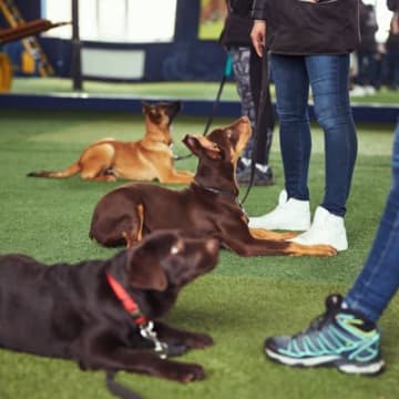 『頭のいい犬と理解力が低い犬』の違い４選　どんなところを見て判断したらいいの？それぞれのしつけ方まで