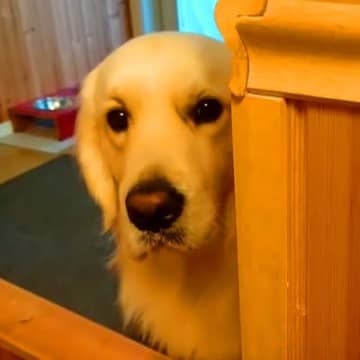 朝、ヨーグルトを食べ始めると大型犬の視線を感じて…あまりにも圧が強い『まさかの行動』が話題「人間にしか見えない」「パパの負けだね」