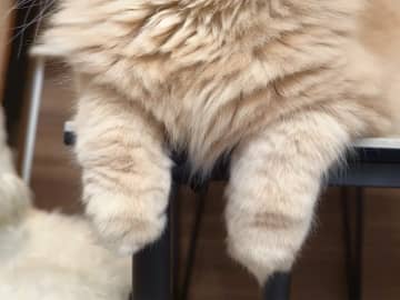 猫カフェ帰りの飼い主を無視する愛猫　まさかの表情に「分かりやすいな」「愛おしすぎる」