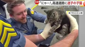 「よしよし、大丈夫だ」高速道路で骨折した迷子の子ネコを救出…NYの地下鉄ホーム下ではペットホテルから抜け出した子犬保護　アメリカ