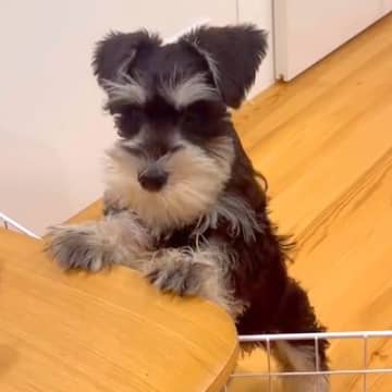 2キロ台だった赤ちゃん犬→愛情込めてお世話した結果、1年後…想像以上の成長をとげた『現在の様子』に反響「凛々しい姿」「かっこよくなった」