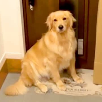 雨が降っていたので『今日は散歩に行かないよ』と大型犬に伝えた結果→玄関で…想像以上に『駄々をこねる光景』が103万再生「無言の圧ｗｗ」