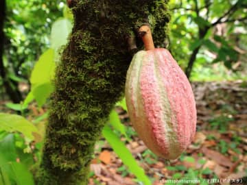 スーパーで買える身近な食材　まさかの『育ち方』に「そんな姿をしていたのか」「すごい見た目…」
