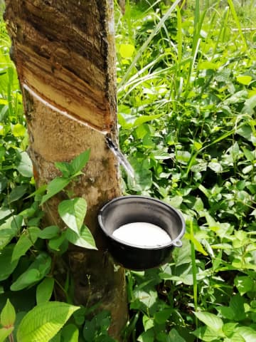 韓国人の間でゴム絞り動画が人気？理由は「もっちり質感が好き」＝ネット「暇人が多いのか」