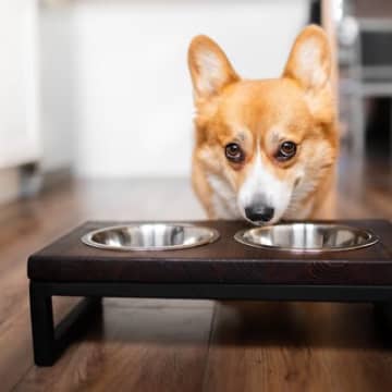 犬が『ご飯を催促』しているときの仕草4選　要求に応えていいの？正しい対処法も解説