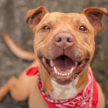 犬の『口元』から読み取れる6つの心理　愛犬が感じている感情や見分けるポイントまで