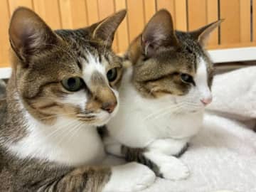 「ニャンコ代表とれるわ」独特なポーズで伸びる猫ちゃんが話題に⇒「芸術点満点」「高得点狙える」