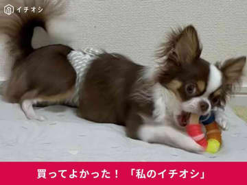 【ハーツ】「デンタルトイ チューリング」で遊びながら愛犬の歯をケア！チワワ・ロキちゃんも夢中で噛み噛み♪(20代女性)