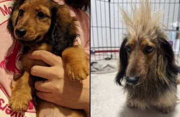 成長で“ヘビメタ風ヘアスタイル”に⁉　ダックスの子犬時代からの変化がかわいい！