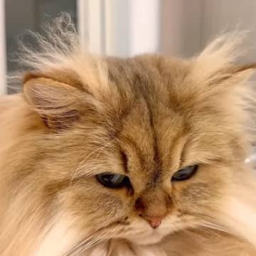 モフモフな長毛猫→『頭の毛』に注目してみると…冬から夏にかけての『ビフォーアフター』に反響「ほんとだ」「チャームポイントだね」