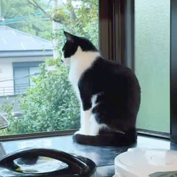 雷が鳴っていても平然とする猫→大型犬の様子を見てみると…見た目と逆すぎる『まさかの光景』が21万再生「猫さんかっこよくて草」「温度差ｗ」