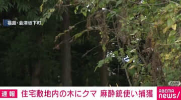 住宅敷地内の木に登っていたクマを捕獲  福島市