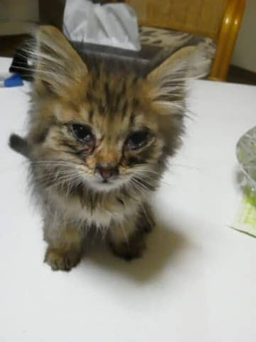 カラスに囲まれていたところを保護された生後約2カ月の子猫→10年後、甘えん坊な“美猫”に成長した姿にほっこり！